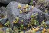 Plantas y flores en el fiordo Jacobsen. Un placer para los sentidos, después de un mes en el hielo