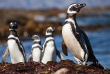 Pingüinos de Magallanes en isla Torpedo. Foto de Roger Rovira Rius. www.rogerovira.com