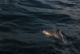 Decenas de delfines nos ­­siguieron en el Vizcaya­­­