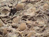 Fósiles marinos en el Perdido, evidencia de que alguna vez estas montañas estuvieron bajo el agua...