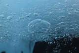 Aire atrapado en una grieta llena de agua, bajo una pequeña capa de hielo