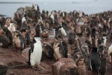 pingüinos barbijo en isla Barrientos