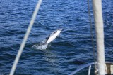 Delfínes nos siguen en Almirantazgo