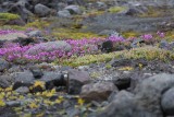 Plantas y flores en el fiordo Jacobsen. Un placer para los sentidos, después de un mes en el hielo