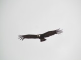 Cóndor Andino nos sorprende con su vuelo, es un ave carroñera capaz de volar más de 100 km. diarios....
