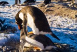 Pareja de pingüinos Papúa