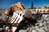 Carcasa de una ballena muerta en isla ­Torpedo. Foto de Roger R­ovira Rius. www.rogerovi­ra.com ­