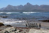 Colonias de pingüinos de Magallanes en isla Torpedo­­­­­­­­­­­­­­­­­­­­­­­­­­­­­­­­­­­­­­­­­­­­­­­­­­­­­­­­­­­­­­­­­­­­­­­­­­­­­