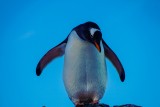 Pingüino Papúa