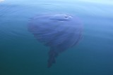 Pasando en kayak junto a una medusa en Bahía Parry