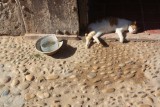 Marruecos, un país lleno de gatos