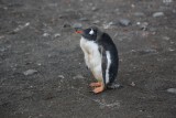 Pingüino Papúa en isla Nelson