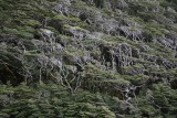 Bosques en Fiordo Finlandia