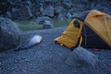 Una foca viene a dormir junto a nuestra carpa