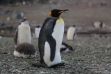 Un pingüino Rey perdido en isla Nelson