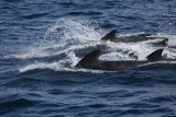 Delfines Carderón